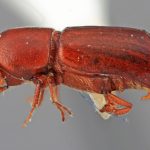 male | Image Author: SM Smith | Michigan State University | holotype Paracorthylus subcostulatus Wood | holotype | Colonia Tovar | Collection: Entomology
