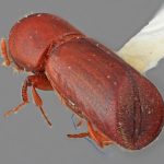 male | Image Author: SM Smith | Michigan State University | holotype Paracorthylus subcostulatus Wood | holotype | Colonia Tovar | Collection: Entomology