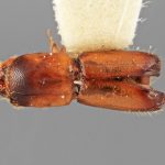female | Image Author: SM Smith | Michigan State University | holotype Monarthrum lobellum Wood | holotype | Xalapa | Collection: Entomology