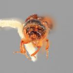 female | Image Author: SM Smith | Michigan State University | holotype Monarthrum lobellum Wood | holotype | Xalapa | Collection: Entomology