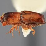 female | Image Author: SM Smith | Michigan State University | holotype Monarthrum lobellum Wood | holotype | Xalapa | Collection: Entomology