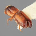 female | Image Author: SM Smith | Michigan State University | holotype Monarthrum lobellum Wood | holotype | Xalapa | Collection: Entomology