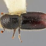 female | Image Author: SM Smith | Michigan State University | holotype Pityogenes mexicanus Wood | holotype | Parque Nal. Zoquiapan | Collection: Entomology
