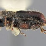 female | Image Author: SM Smith | Michigan State University | holotype Pityogenes mexicanus Wood | holotype | Parque Nal. Zoquiapan | Collection: Entomology