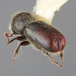 female | Image Author: SM Smith | Michigan State University | holotype Pityogenes mexicanus Wood | holotype | Parque Nal. Zoquiapan | Collection: Entomology