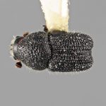 male | Image Author: SM Smith | Michigan State University | holotype Cactopinus microcornis Wood | holotype | Huajuapan, 10 km S | Collection: Entomology