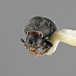 male | Image Author: SM Smith | Michigan State University | holotype Cactopinus microcornis Wood | holotype | Huajuapan, 10 km S | Collection: Entomology