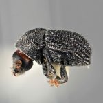 male | Image Author: SM Smith | Michigan State University | holotype Cactopinus microcornis Wood | holotype | Huajuapan, 10 km S | Collection: Entomology