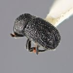 male | Image Author: SM Smith | Michigan State University | holotype Cactopinus microcornis Wood | holotype | Huajuapan, 10 km S | Collection: Entomology