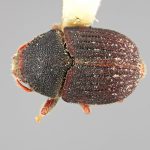 male | Image Author: SM Smith | Michigan State University | holotype Phloeotribus furvus Wood | holotype | Turrialba | Collection: Entomology