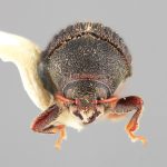 male | Image Author: SM Smith | Michigan State University | holotype Phloeotribus furvus Wood | holotype | Turrialba | Collection: Entomology