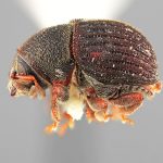 male | Image Author: SM Smith | Michigan State University | holotype Phloeotribus furvus Wood | holotype | Turrialba | Collection: Entomology