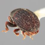 male | Image Author: SM Smith | Michigan State University | holotype Phloeotribus furvus Wood | holotype | Turrialba | Collection: Entomology