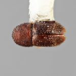female | Image Author: SM Smith | Michigan State University | holotype Periocryphalus pullus Wood | holotype | Socopo, 40 km SE | Collection: Entomology