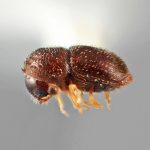 female | Image Author: SM Smith | Michigan State University | holotype Periocryphalus pullus Wood | holotype | Socopo, 40 km SE | Collection: Entomology