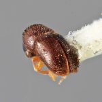 female | Image Author: SM Smith | Michigan State University | holotype Periocryphalus pullus Wood | holotype | Socopo, 40 km SE | Collection: Entomology