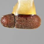 female | Image Author: SM Smith | Michigan State University | holotype Cryphalomorphus trucis Wood | holotype | Oaxaca, 16 km S | Collection: Entomology