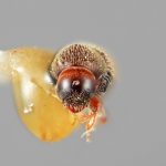 female | Image Author: SM Smith | Michigan State University | holotype Cryphalomorphus trucis Wood | holotype | Oaxaca, 16 km S | Collection: Entomology