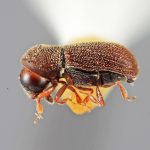 female | Image Author: SM Smith | Michigan State University | holotype Cryphalomorphus trucis Wood | holotype | Oaxaca, 16 km S | Collection: Entomology