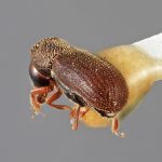 female | Image Author: SM Smith | Michigan State University | holotype Cryphalomorphus trucis Wood | holotype | Oaxaca, 16 km S | Collection: Entomology