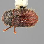 male | Image Author: SM Smith | Michigan State University | holotype Phloeotribus hirtus Wood | holotype | Caparapi | Collection: Entomology