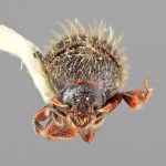male | Image Author: SM Smith | Michigan State University | holotype Phloeotribus hirtus Wood | holotype | Caparapi | Collection: Entomology