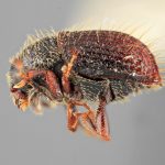 male | Image Author: SM Smith | Michigan State University | holotype Phloeotribus hirtus Wood | holotype | Caparapi | Collection: Entomology