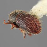 male | Image Author: SM Smith | Michigan State University | holotype Phloeotribus hirtus Wood | holotype | Caparapi | Collection: Entomology
