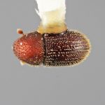 female | Image Author: SM Smith | Michigan State University | holotype Hypothenemus ascitus Wood | holotype | Puerto Viejo | Collection: Entomology