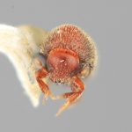 female | Image Author: SM Smith | Michigan State University | holotype Hypothenemus ascitus Wood | holotype | Puerto Viejo | Collection: Entomology