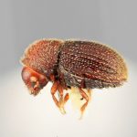 female | Image Author: SM Smith | Michigan State University | holotype Hypothenemus ascitus Wood | holotype | Puerto Viejo | Collection: Entomology