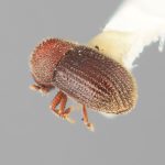 female | Image Author: SM Smith | Michigan State University | holotype Hypothenemus ascitus Wood | holotype | Puerto Viejo | Collection: Entomology