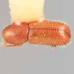 male | Image Author: SM Smith | Michigan State University | holotype Dendrocranulus pumilus Wood | holotype | Rio Damitas, Dota  Mts. | Collection: Entomology