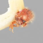 male | Image Author: SM Smith | Michigan State University | holotype Dendrocranulus pumilus Wood | holotype | Rio Damitas, Dota  Mts. | Collection: Entomology