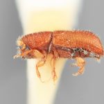 male | Image Author: SM Smith | Michigan State University | holotype Dendrocranulus pumilus Wood | holotype | Rio Damitas, Dota  Mts. | Collection: Entomology
