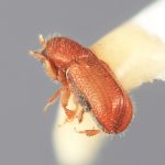 male | Image Author: SM Smith | Michigan State University | holotype Dendrocranulus pumilus Wood | holotype | Rio Damitas, Dota  Mts. | Collection: Entomology