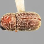 female | Image Author: SM Smith | Michigan State University | holotype Acorthylus frontalis Wood | holotype | Cordoba | Collection: Entomology