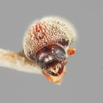 female | Image Author: SM Smith | Michigan State University | holotype Acorthylus frontalis Wood | holotype | Cordoba | Collection: Entomology