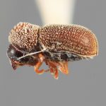 female | Image Author: SM Smith | Michigan State University | holotype Acorthylus frontalis Wood | holotype | Cordoba | Collection: Entomology