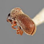 female | Image Author: SM Smith | Michigan State University | holotype Acorthylus frontalis Wood | holotype | Cordoba | Collection: Entomology