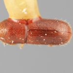 female | Image Author: SM Smith | Michigan State University | holotype Hexacolus tenuis Wood | holotype | Matamoros, 20 km SE | Collection: Entomology