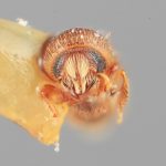 female | Image Author: SM Smith | Michigan State University | holotype Hexacolus tenuis Wood | holotype | Matamoros, 20 km SE | Collection: Entomology