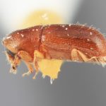 female | Image Author: SM Smith | Michigan State University | holotype Hexacolus tenuis Wood | holotype | Matamoros, 20 km SE | Collection: Entomology