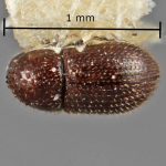 female | Image Author: SM Smith | Michigan State University | holotype Trischidias exigua Wood | holotype | Campo de Investigación Forestal 'El Tormento' | Collection: Entomology