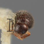 female | Image Author: SM Smith | Michigan State University | holotype Trischidias exigua Wood | holotype | Campo de Investigación Forestal 'El Tormento' | Collection: Entomology