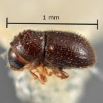 female | Image Author: SM Smith | Michigan State University | holotype Trischidias exigua Wood | holotype | Campo de Investigación Forestal 'El Tormento' | Collection: Entomology