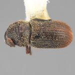female | Image Author: SM Smith | Michigan State University | holotype Phacrylus pruni Wood | holotype | La Carbonera, 50 km NE Merida | Collection: Entomology