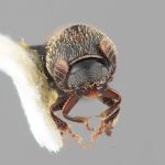 female | Image Author: SM Smith | Michigan State University | holotype Phacrylus pruni Wood | holotype | La Carbonera, 50 km NE Merida | Collection: Entomology