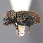female | Image Author: SM Smith | Michigan State University | holotype Phacrylus pruni Wood | holotype | La Carbonera, 50 km NE Merida | Collection: Entomology