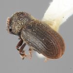 female | Image Author: SM Smith | Michigan State University | holotype Phacrylus pruni Wood | holotype | La Carbonera, 50 km NE Merida | Collection: Entomology